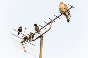 birds-sitting-on-antennas